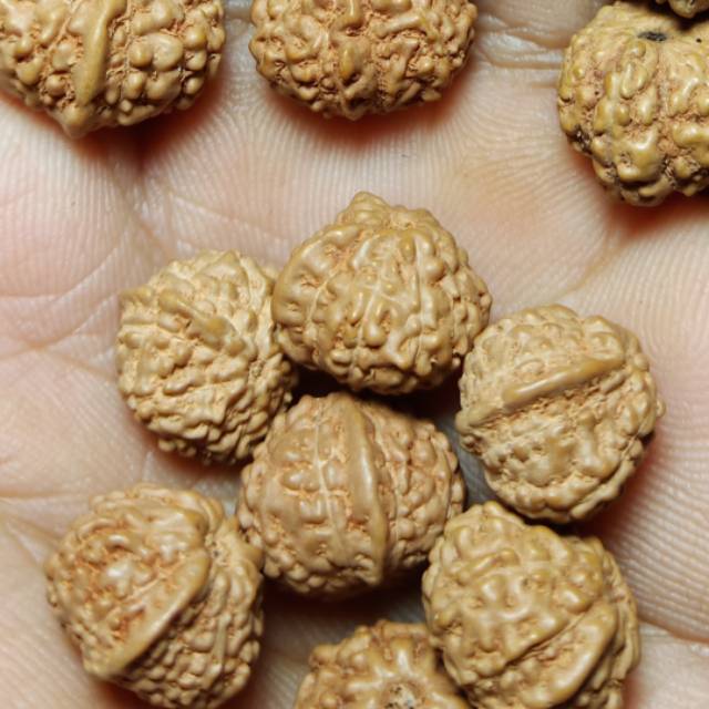 Jenitri rudraksha ganesha