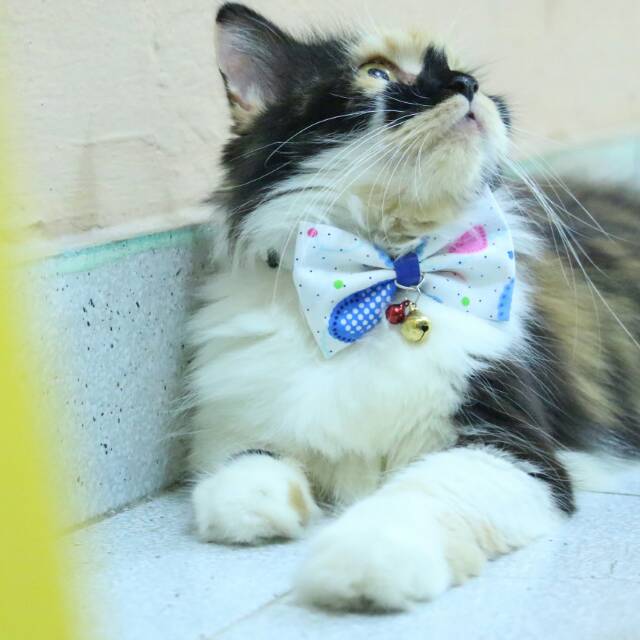 Dasi kucing imut / aksesoris kucing lucu / bowtie imut untuk kucing anjing size adult kitten