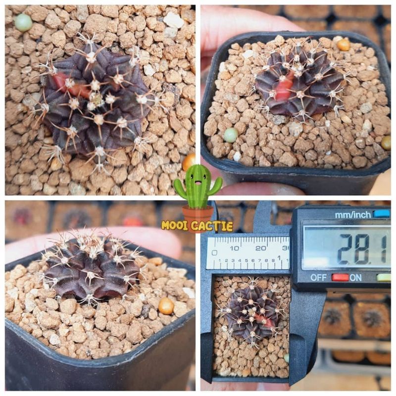 Tanaman Hias Kaktus Gymno Miha Var. x Miha Orange + Pot 5 cm (A129)