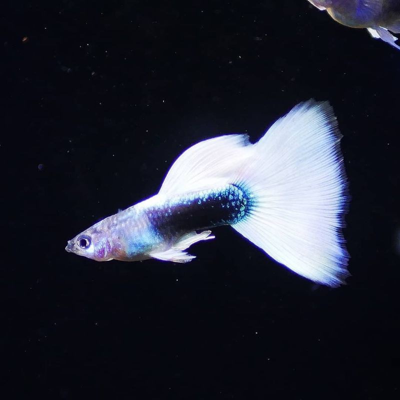 

Ikan guppy hb white