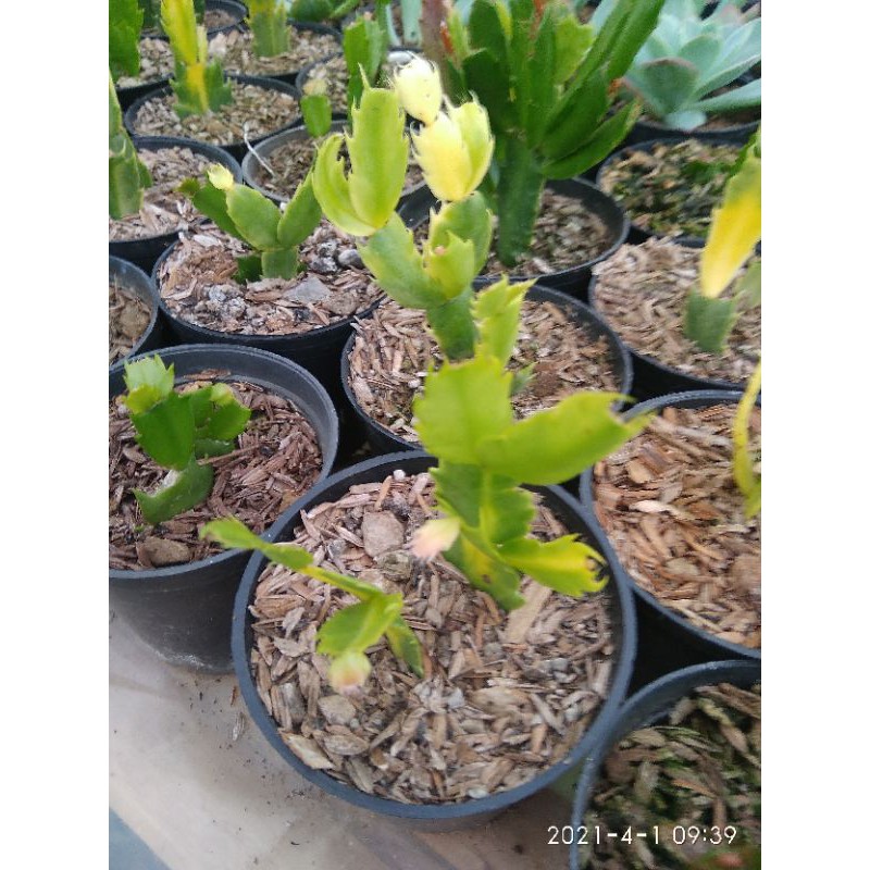 Sekulen Mini Kaktus Tanaman Hias Bunga Gantung Wijayakusuma Varigata + Pot