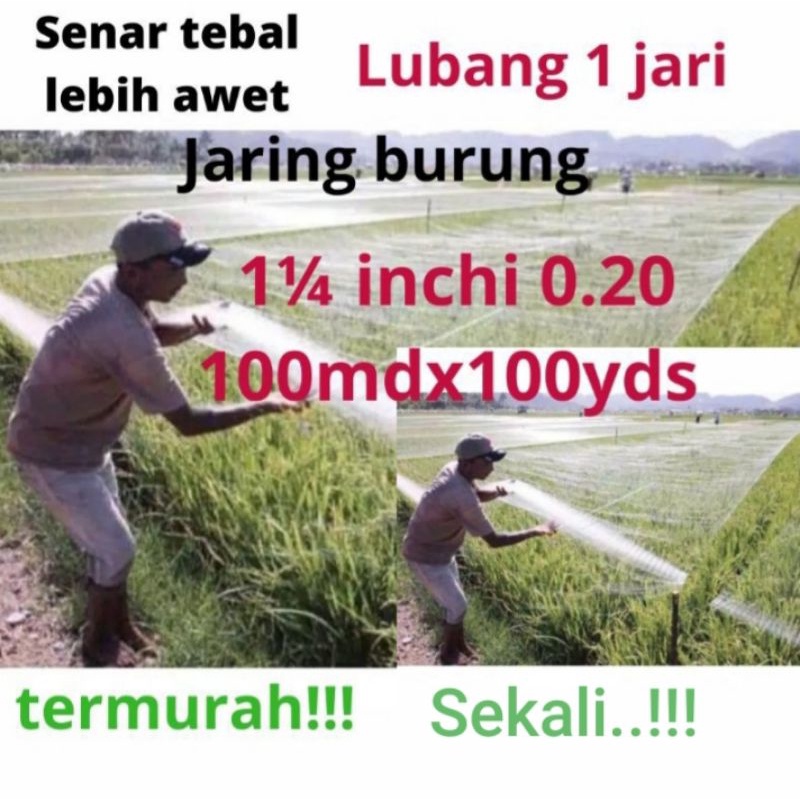 Jaring burung sawah  lubang 1 jari jaring burung emprit jaring burung pipit jaring