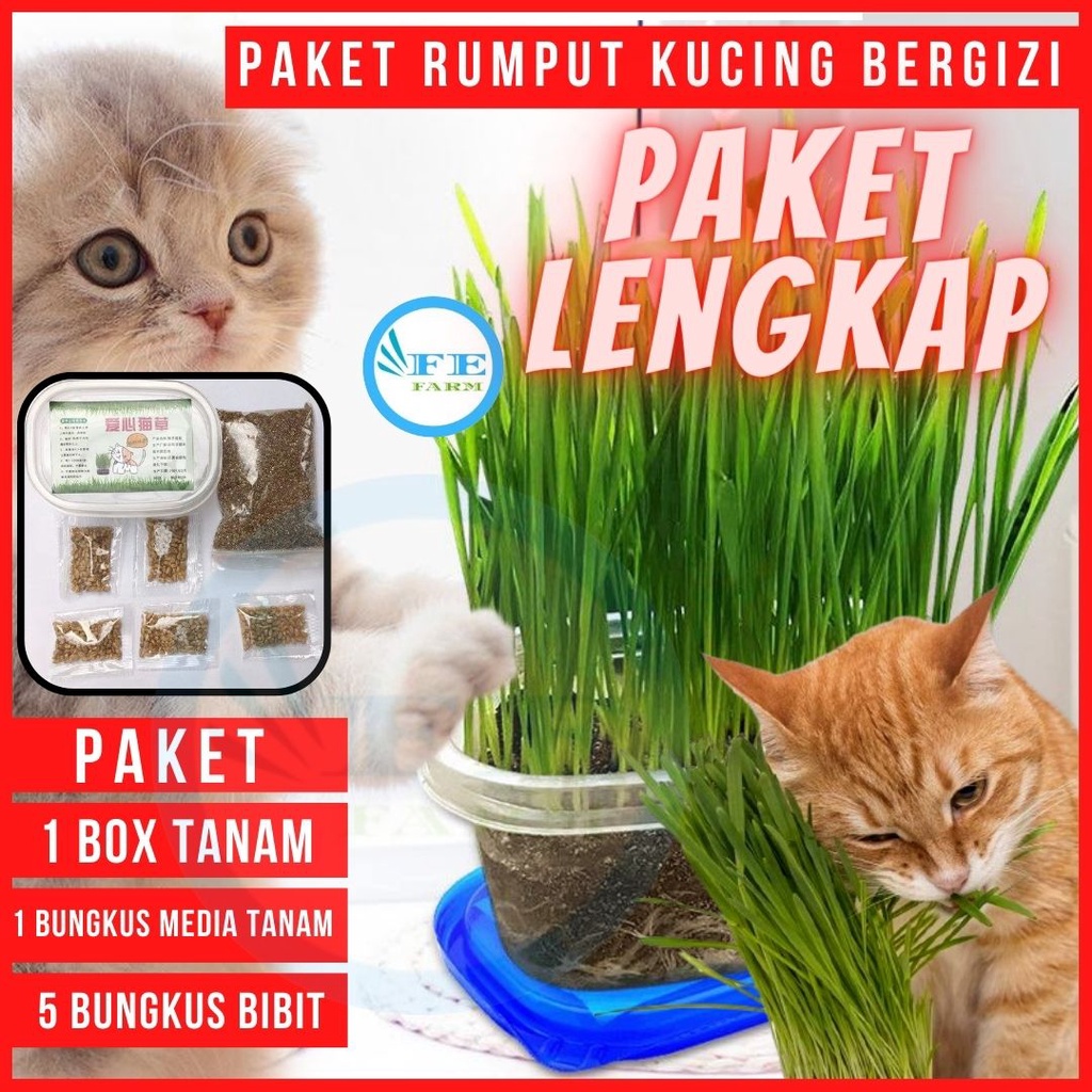 PAKET MENANAM RUMPUT GANDUM WHEAT GRASS CATGRASS BIJI BENIH BIBIT RUMPUT KUCING FEFARM