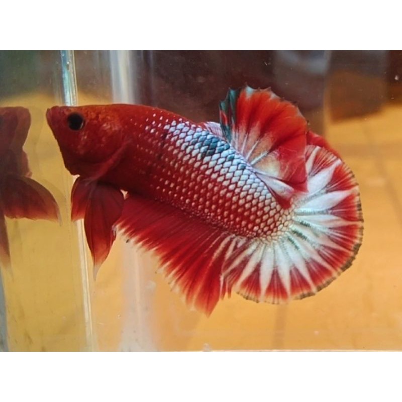 cupang FCCP red head startail