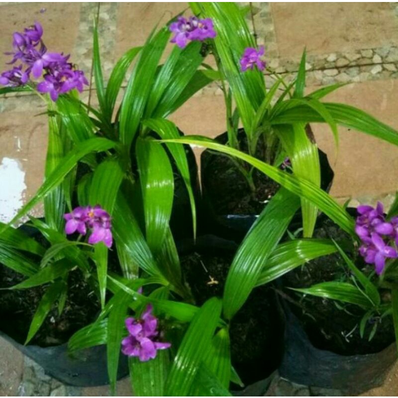 anggrek tanah spatoglotis