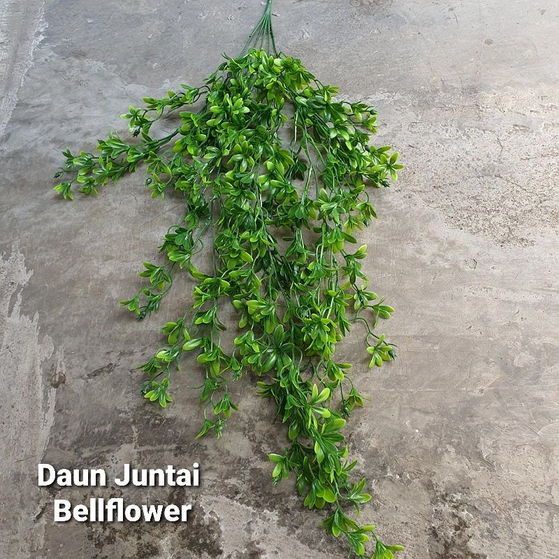 Daun Juntai hias / daun gantung merambat ( tanpa pot )