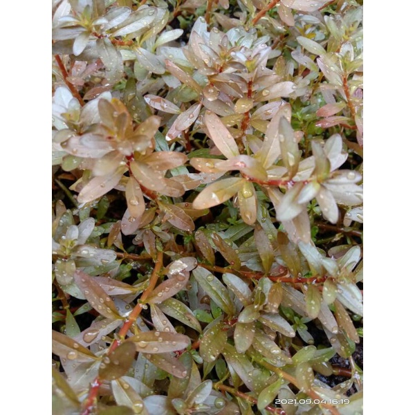 Ludwigia Inclinata Brown