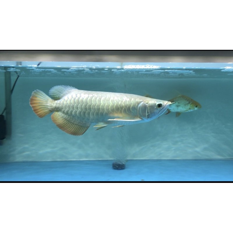 Golden RED arowana