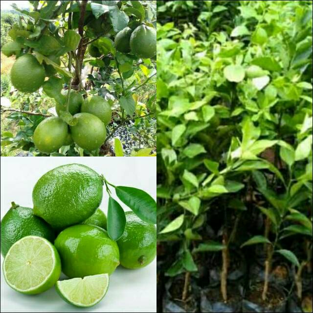 Bibit  jeruk Nipis pohon jeruk Nipis