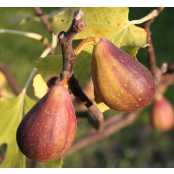 bibit buah tin langka Gustissimo Two Timer