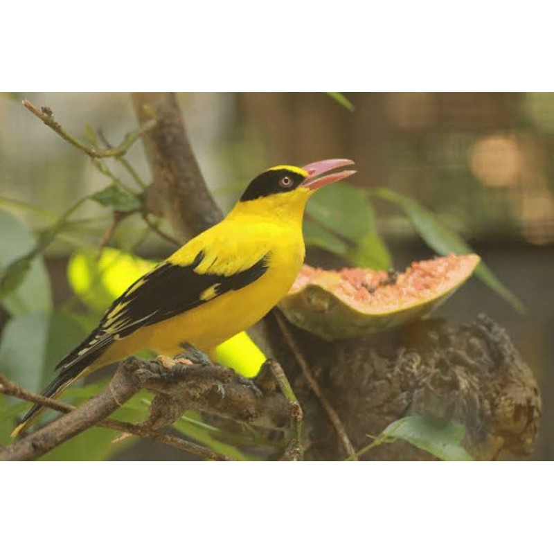 burung kepodang mas  rawatan jantan sdh bunyi