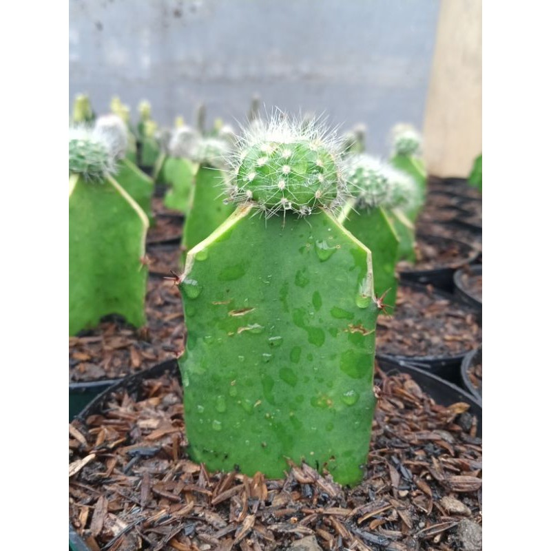 Kaktus Noto/grafting kaktus noto