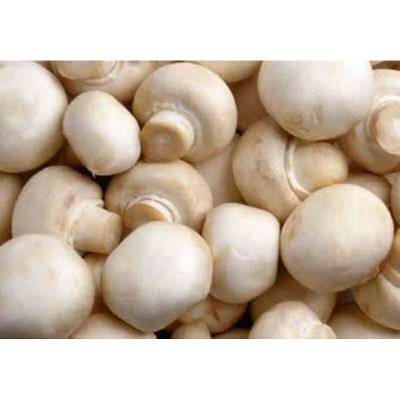 

Jamur Kancing
