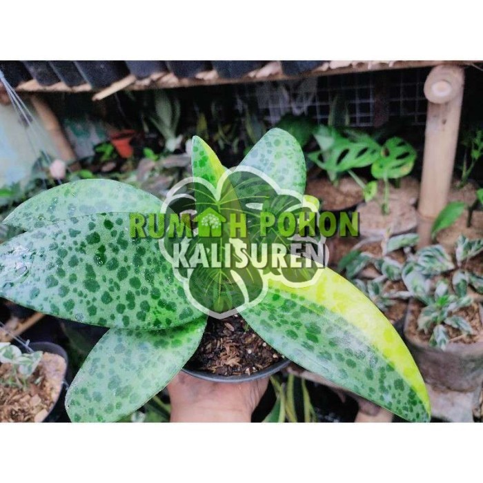 TANAMAN HIAS LIDAH KATAK LEMON BUNGA SANSE