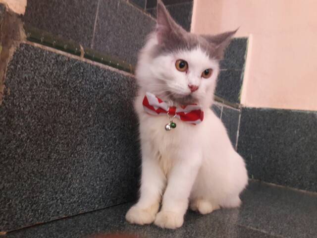 Dasi kucing lucu / bowtie / kalung dasi / aksesoris kucing / baju kucing