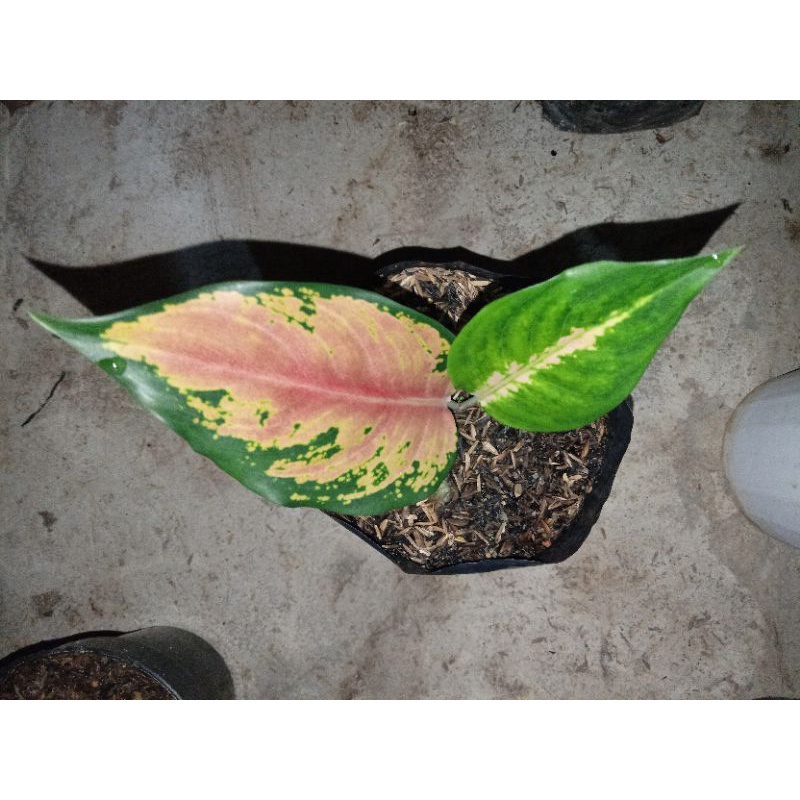 aglonema dud white & kocin tembaga