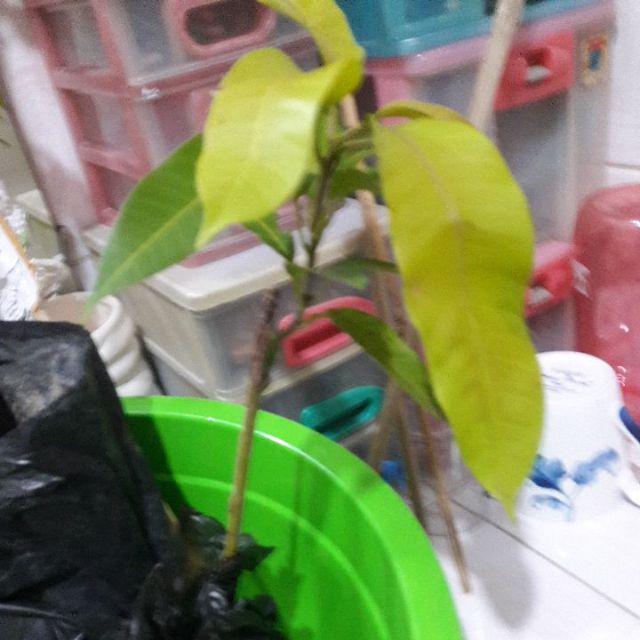 Tanaman Mangga Chokanan - Bibit Mangga Chokanan