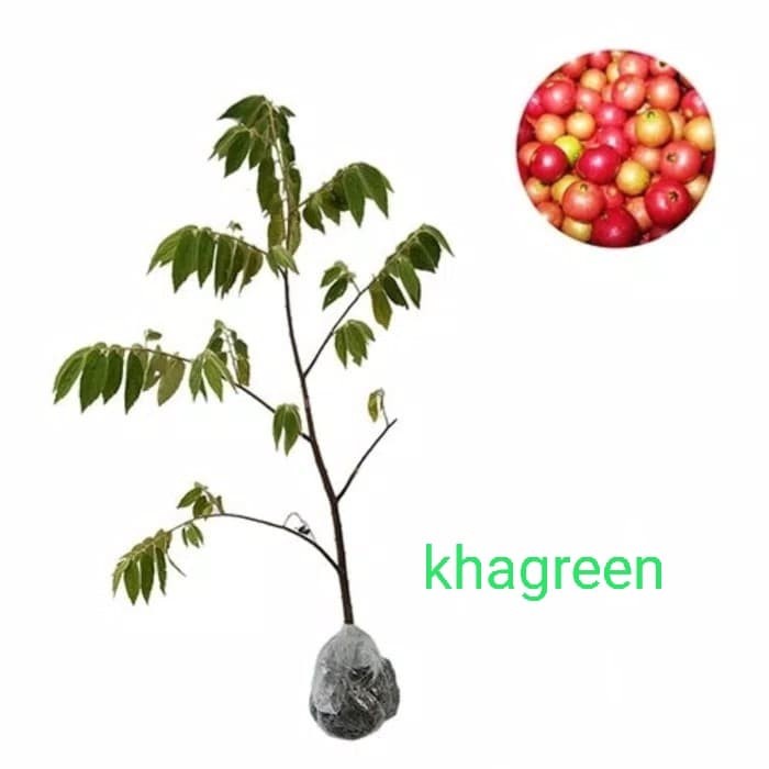 BIBIT POHON SERI KERSEN - BUAH CHERI KERSEN - TANAMAN BUAH TALOK