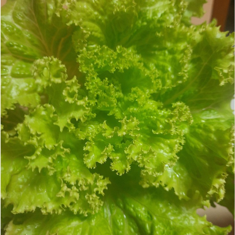 SERBU Benih Serba Seribu - Benih Sayur-sayuran - Benih Sayur Daun dan Sayur Buah-Selada Kriting Hijau