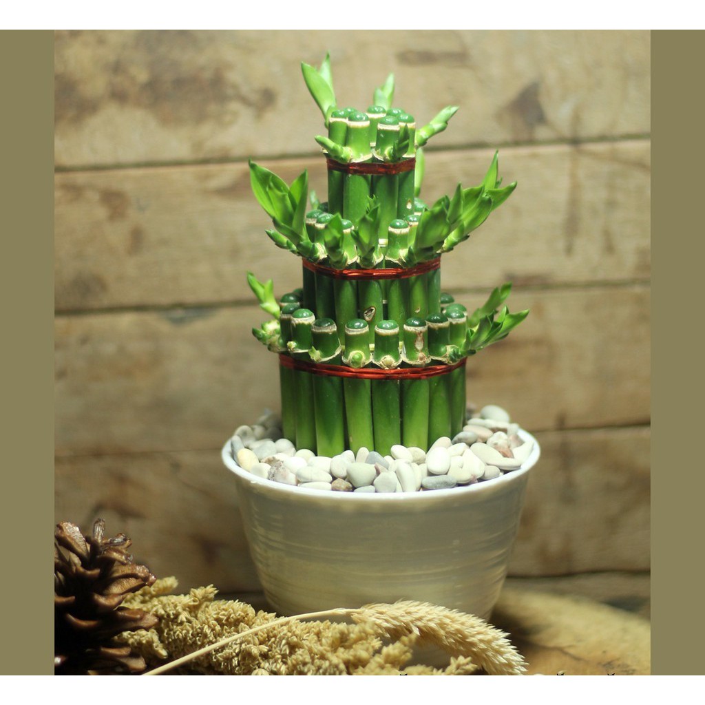 Lucky Bambu Tanaman Hias Bambu Hoki Bambu Cina MINI Bambu Cina Bambu Rezeji Ecer Tanaman Saja -1 PCS