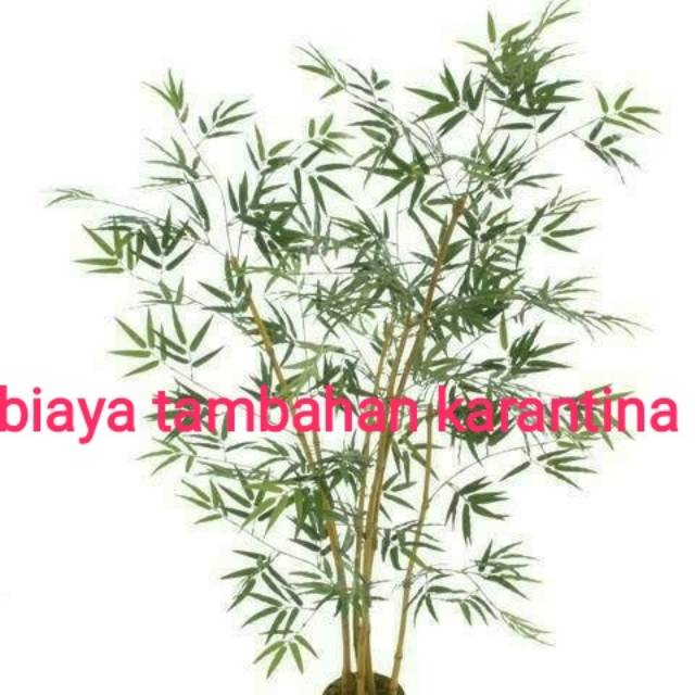 Biaya tambahan untuk karantina