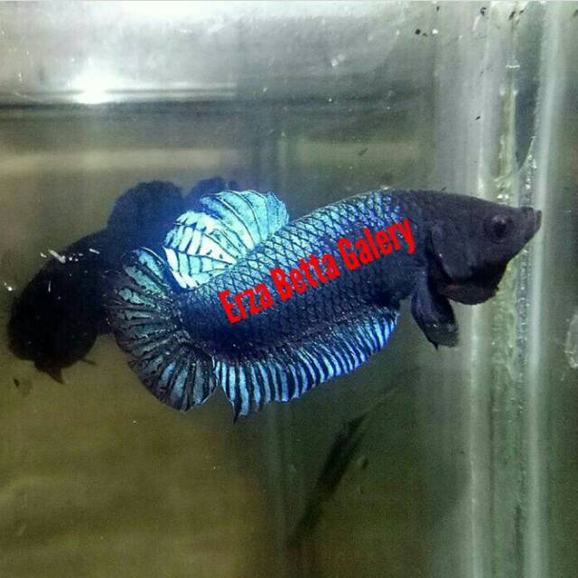 43 Koleksi Gambar Ikan Cupang Import Terbaik