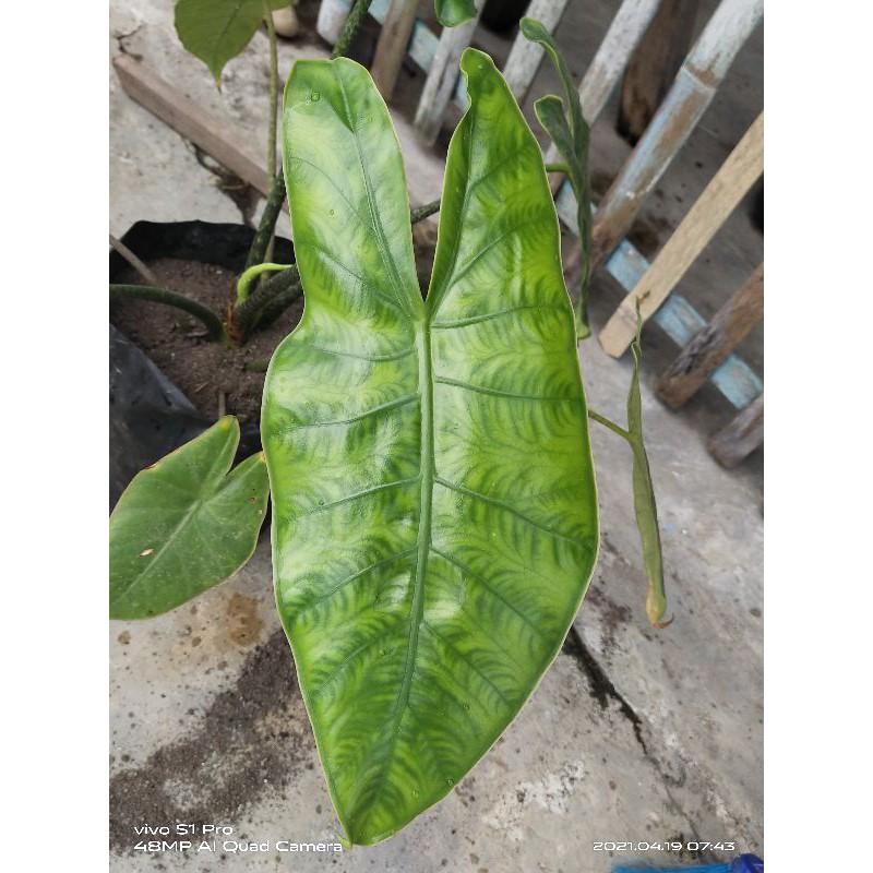 alocasia karpet reticulata sp sulawesi