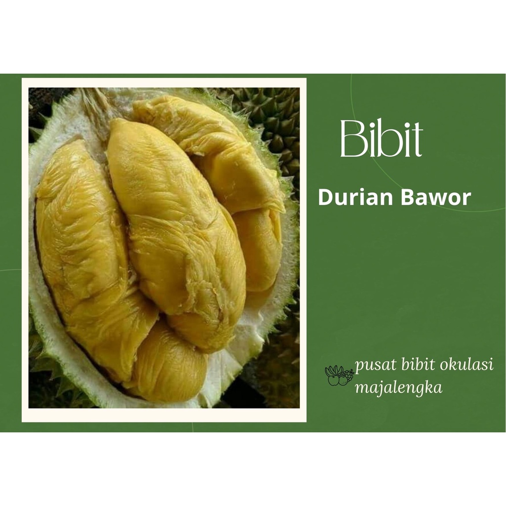 Bibit Buah Tanaman Durian Bawor Hasil Okulasi Siap Berbuah bibit okulasi majalengka tanaman buah bua