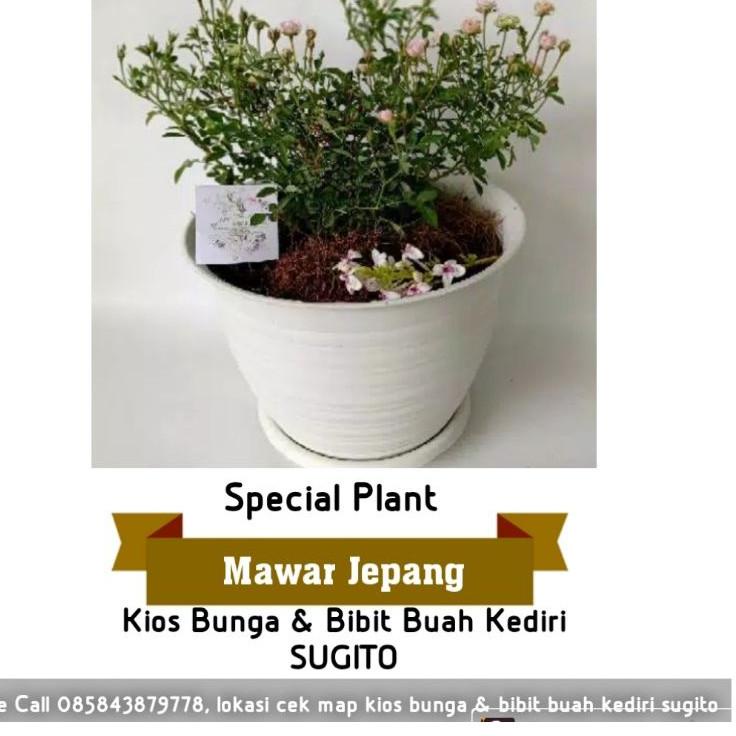 ➻ Mawar jepang mawar babby (bunga hidup kondisi berbunga) ょ