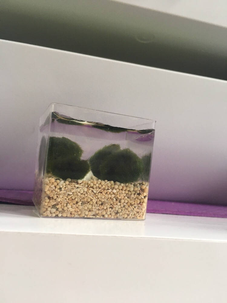 Marimo Moss Ball In Kotak 150 Ml < 3 Alga Jepang