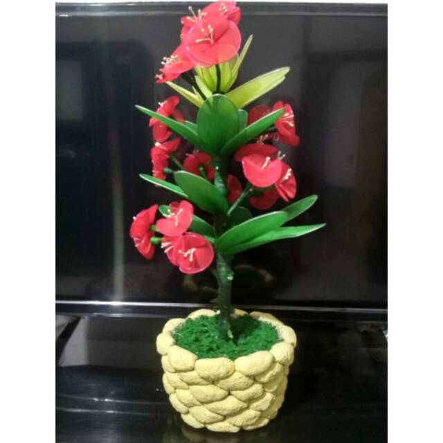 Bunga stocking euforbia, tanpa vas