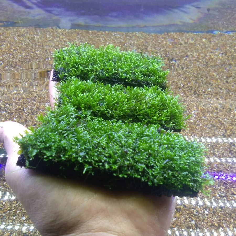 MOSS RICARDIA PAKIS MOSS RICARDIA MEDIA PAKIS AQUASCAPE