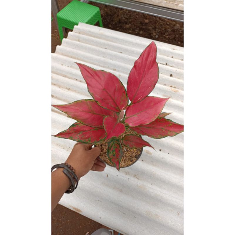 aglaonema ruby garuda