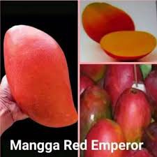 Bibit Mangga Red Emperor (cod)