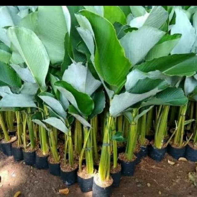 Tanaman hias pisang calathea pisang kipas