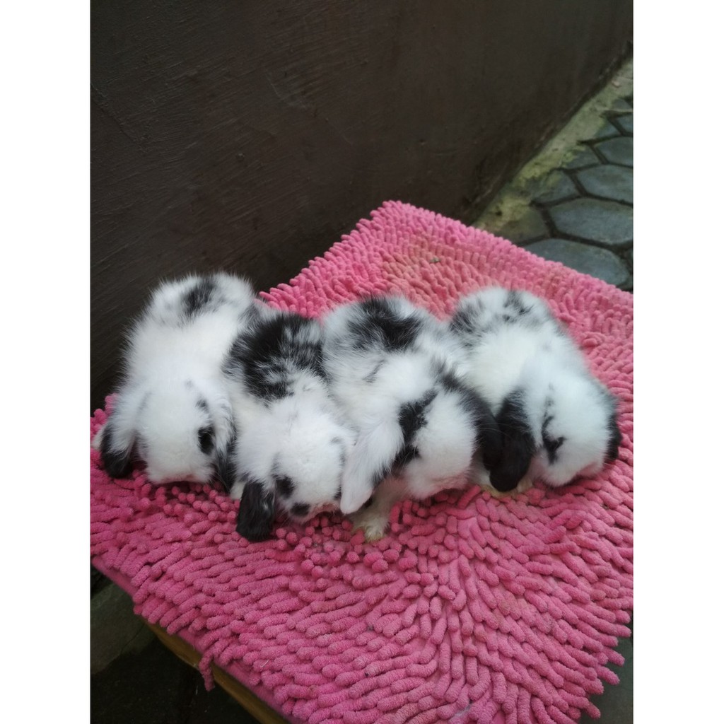 Kelinci Fuzzy Lop Satuan