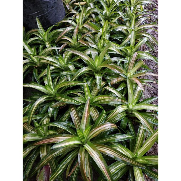 bromelia tricolor