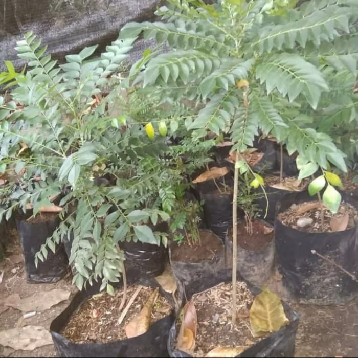 Pohon Salam Koja - Tanaman Salam Koja