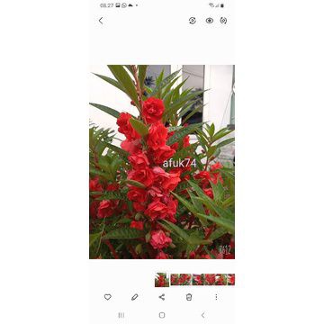 bunga pacar air.lapisan mawar merah