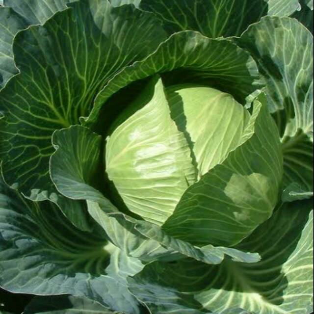 Benih kol/bugis GREEN NOVA (10 benih)