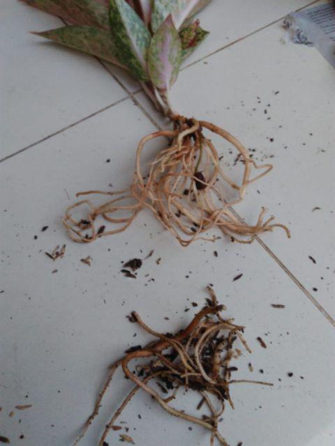 Diana Tanaman  Hias  Daun Aglaonema Aglonema Shopee 