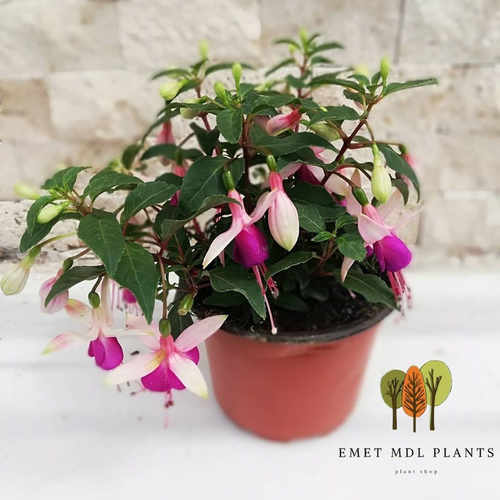 TANAMAN HIAS BUNGA GANTUNG FUCHSIA LAMPION TANAMAN GANTUNG HIDUP BUNGA LAMPION TANAMAN HIAS BUNGA