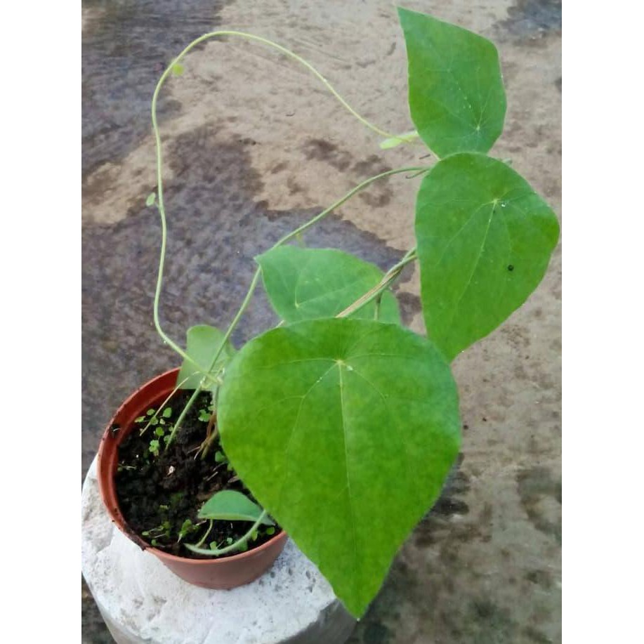 bibit tanaman kayu eboni/pohon kayu eboni hitam kualitas super trm