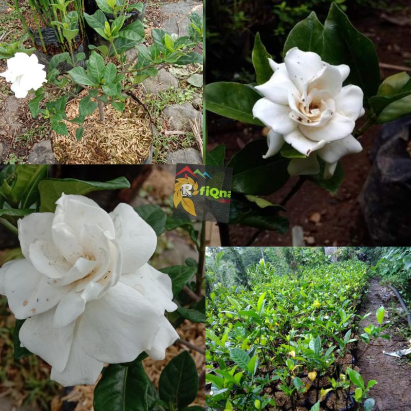 TANAMAN hias GARDENIA /CEPLOK PIRING/gardenia mini /gardenia local- tanaman hidup - bubga gardenia