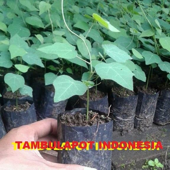 REVERB BIBIT TANAMAN CINCAU BULU CINCAU RAMBAT BIBIT CINCAU TANAMAN HERBAL / CINCAU BULU CINCAU SANG