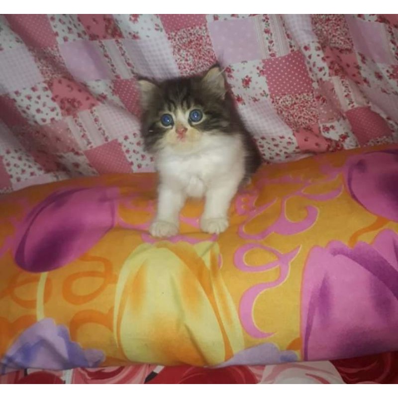 kucing anggora tidak bisa COD