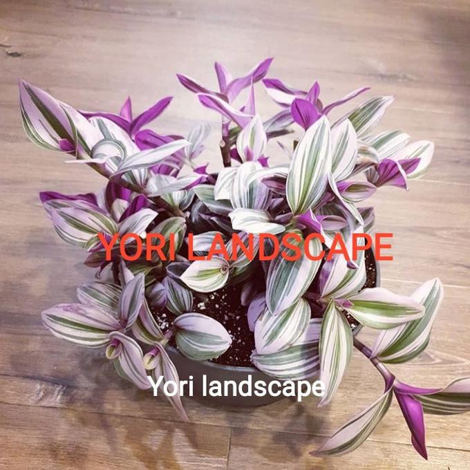 Tanaman Hias Tradescantia Nanouk / Tradescantia Nanouk Pink Janeamarashop