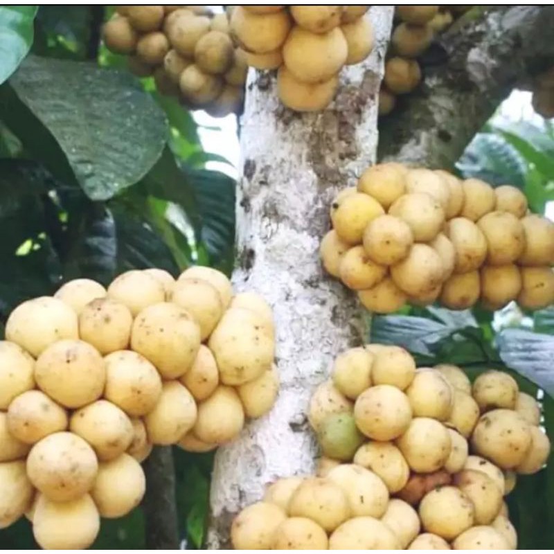 BIBIT DUKU KOMERING SUPER MANIS