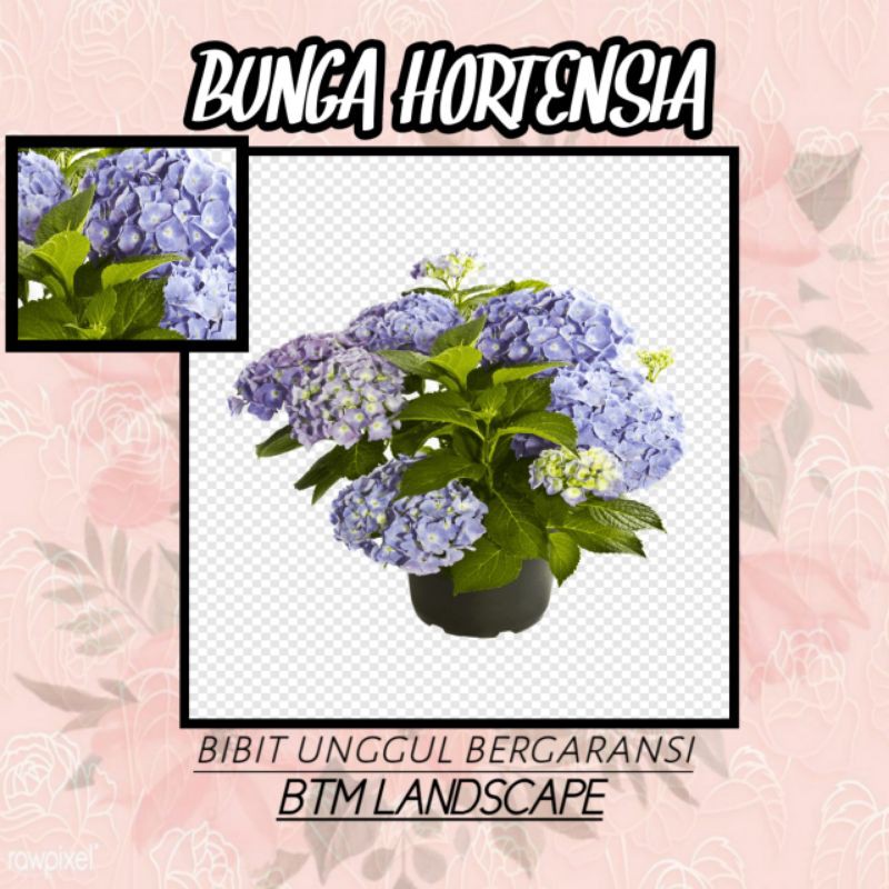BUNGA HORTENSIA (PANCAWARNA)