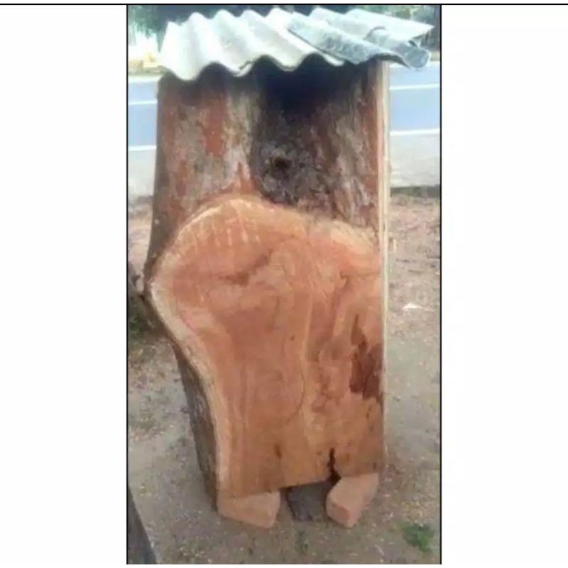 Log Geniotrigona Thoracica